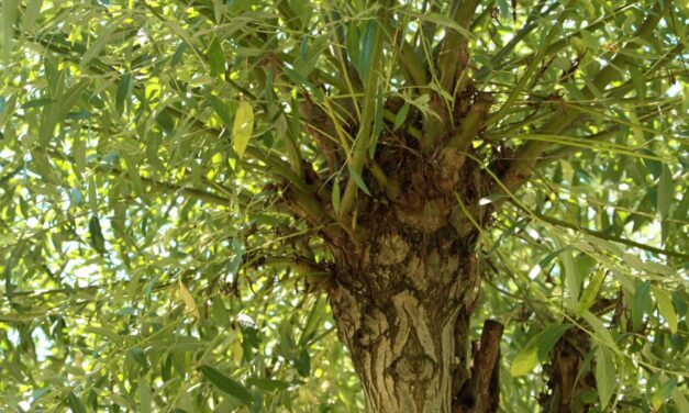 De l’intérêt des trognes ou arbres têtards au jardin en permaculture