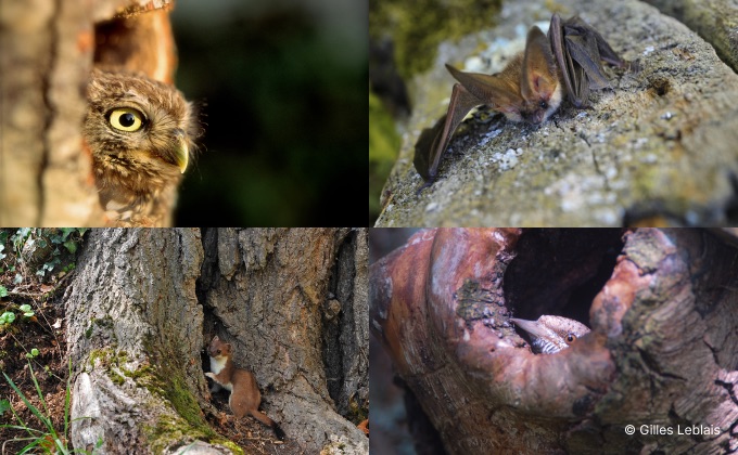 Exemples de biodiversité photographiés dans des trognes ou arbres têtards : chouette Chevêche d’Athena, oreillard roux, hermine, torcol fourmilier femelle