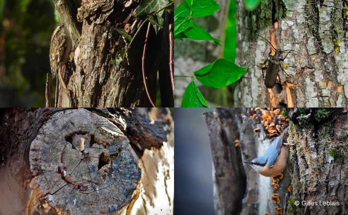 Exemples de biodiversité appréciant les trognes ou arbres têtards : un grimpereau des jardins, une aromie musquée, un campagnol roussâtre, une sittelle torchepot.