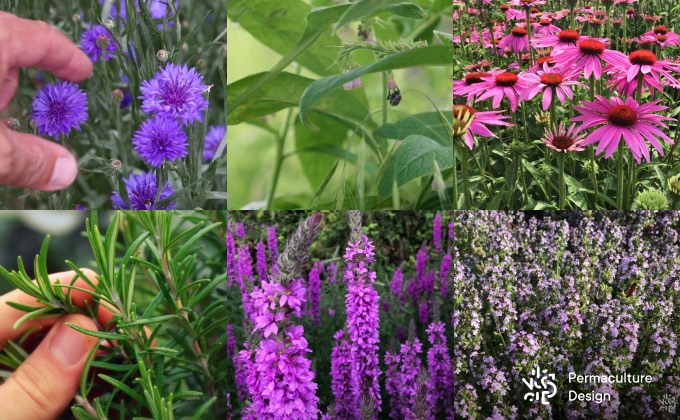 Diverses plantes médicinales : consoude, bleuet, échinacée, salicaire, thym, romarin…