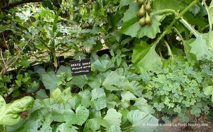 Culture en association de patate douce, oca du Pérou, poire de terre, crosnes du Japon, chervis et igname de Chine au pied d’un poirier conférence.