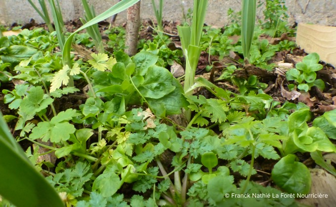 Ail éléphant, mâche, persil et cardamine en cultures associées au jardin-forêt.