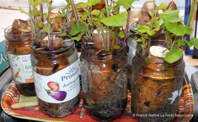 Production « maison » de plants de patates douces dans des pots remplis d’eau.