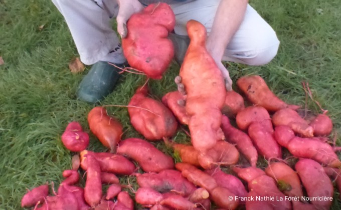 Récolte des patates douces dont certaines faisaient jusqu’à 3 kg.