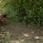 Haie de jardin vive et naturelle, riche en biodiversité chez Gilles Leblais en Isère.