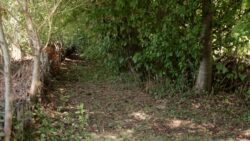 Les intérêts des haies de jardin en permaculture