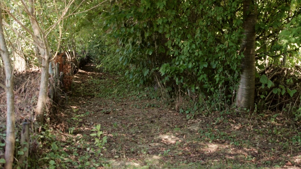 Haie de jardin vive et naturelle, riche en biodiversité chez Gilles Leblais en Isère.