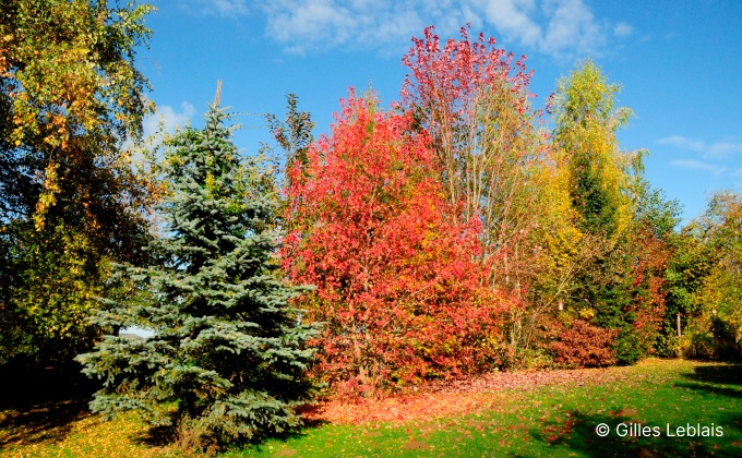 Haie de jardin, vive et naturelle en automne.