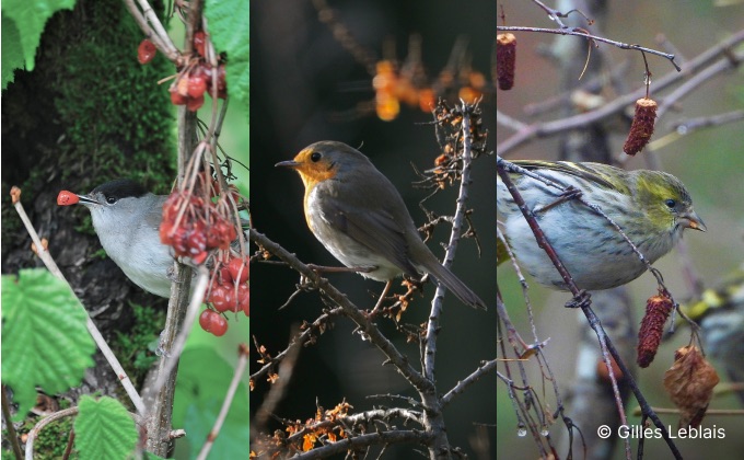 Oiseaux trouvant refuge et nourriture dans une haie de jardin vive et naturelle : à gauche, une fauvette à tête noire mangeant des baies de viorne obier, au centre, un rouge-gorge sur un argousier en fruit et à droite, un tarin des aulnes mangeant des graines de bouleau.