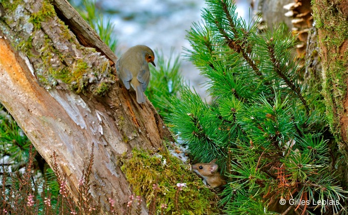 Rencontre animale entre un rouge-gorge et un mulot dans une haie de jardin naturelle.