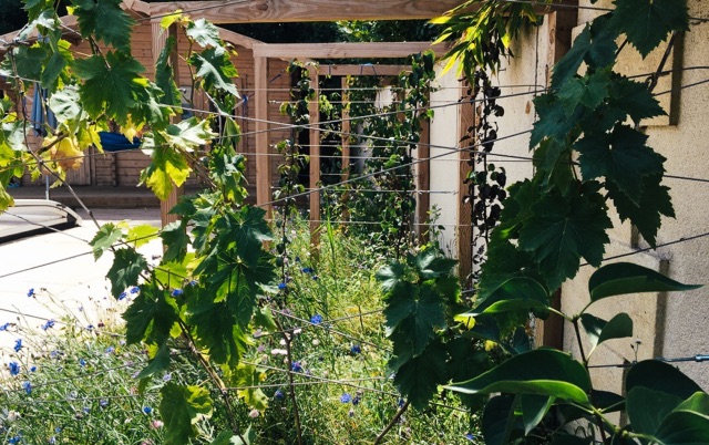 Aménagement jardin en permaculture fait par architecte paysagiste de Bordeaux.