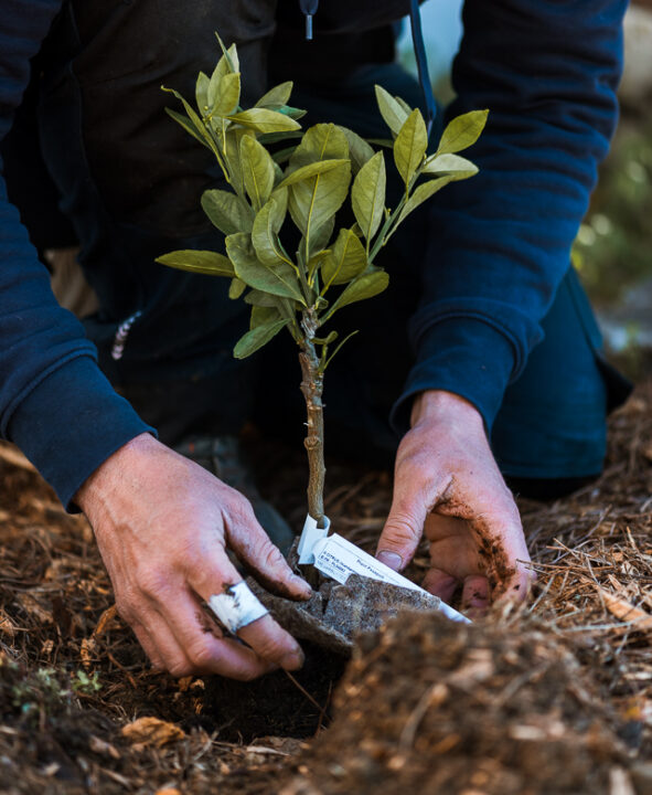 Jardin naturel à Bordeaux, plantations par nos jardiniers paysagistes.