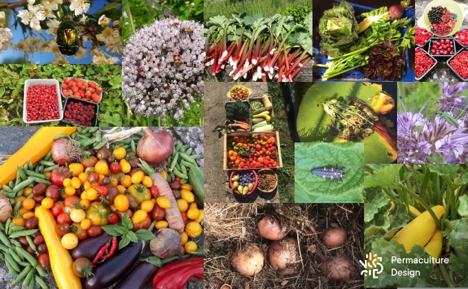 Récoltes et biodiversité au jardin en permaculture.