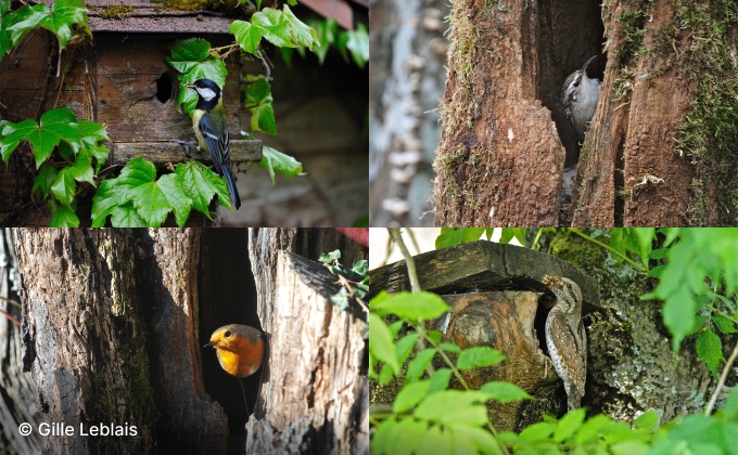 Photos d’oiseaux des jardins : mésange charbonnière, grimpereau des jardins, rouge-gorge familier et torcol fourmilier. © Gilles Leblais