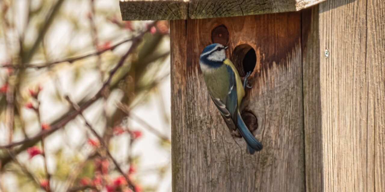 Nichoirs à oiseaux : savoir les choisir pour dans son jardin