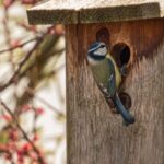 Nichoir à oiseaux cavicoles avec une mésange bleue à l’entrée.