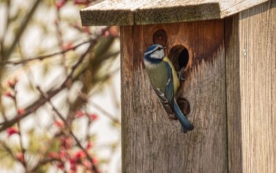 Comment installer correctement un nichoir à oiseaux ?