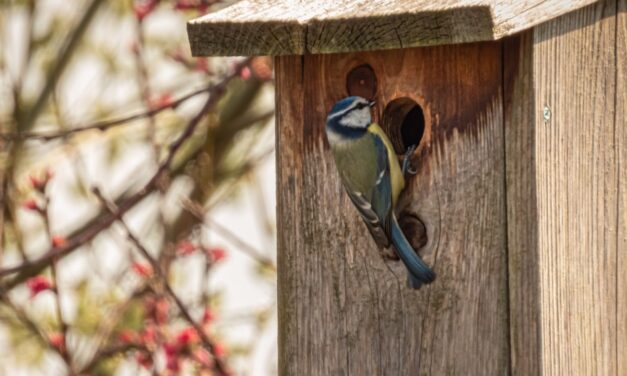 Comment installer correctement un nichoir à oiseaux ?