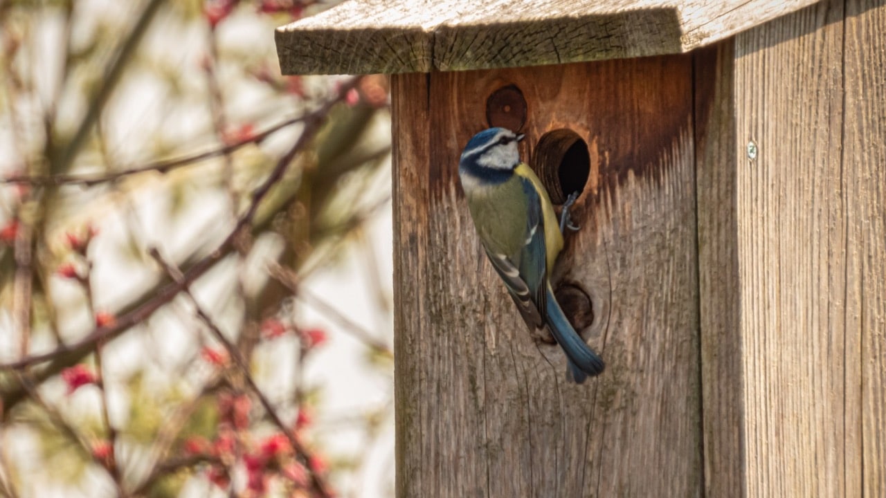 Nichoir La Cabane 28mm pour les oiseaux du jardin. Fabriqué en France.