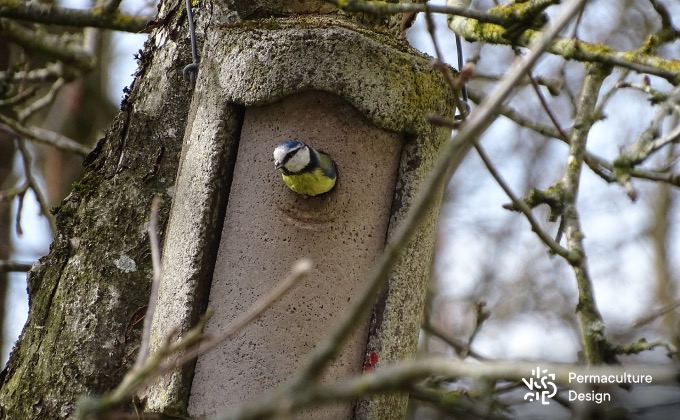 Nichoir à oiseaux cavicoles avec trou d’envol adapté pour les mésanges bleues.