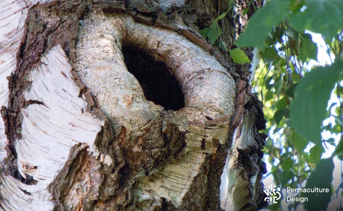Cavité naturelle dans un tronc de bouleau faisant un excellent nichoir à oiseaux.
