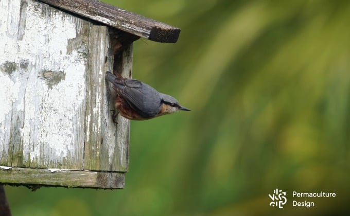 Sittelle torchepot, oiseau cavicole, à l’entrée de son nichoir.