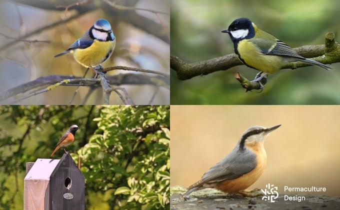 Nichoirs pour oiseaux cavicoles : en haut à gauche la mésange bleue, en haut à droite, la mésange charbonnière, en bas à gauche le rougequeue à front blanc, en bas à droite, la sittelle torchepot.