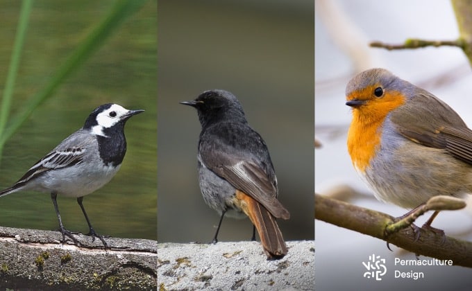 Nichoirs pour oiseaux semi-cavicoles : à gauche la bergeronnette grise, au centre le rougequeue noir et à droite le rouge-gorge familier.