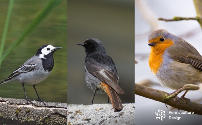 Nichoirs oiseaux : les accueillir dans son potager en permaculture