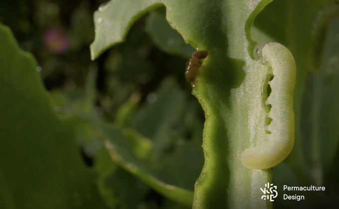 Chenille verte en plein repas au jardin.