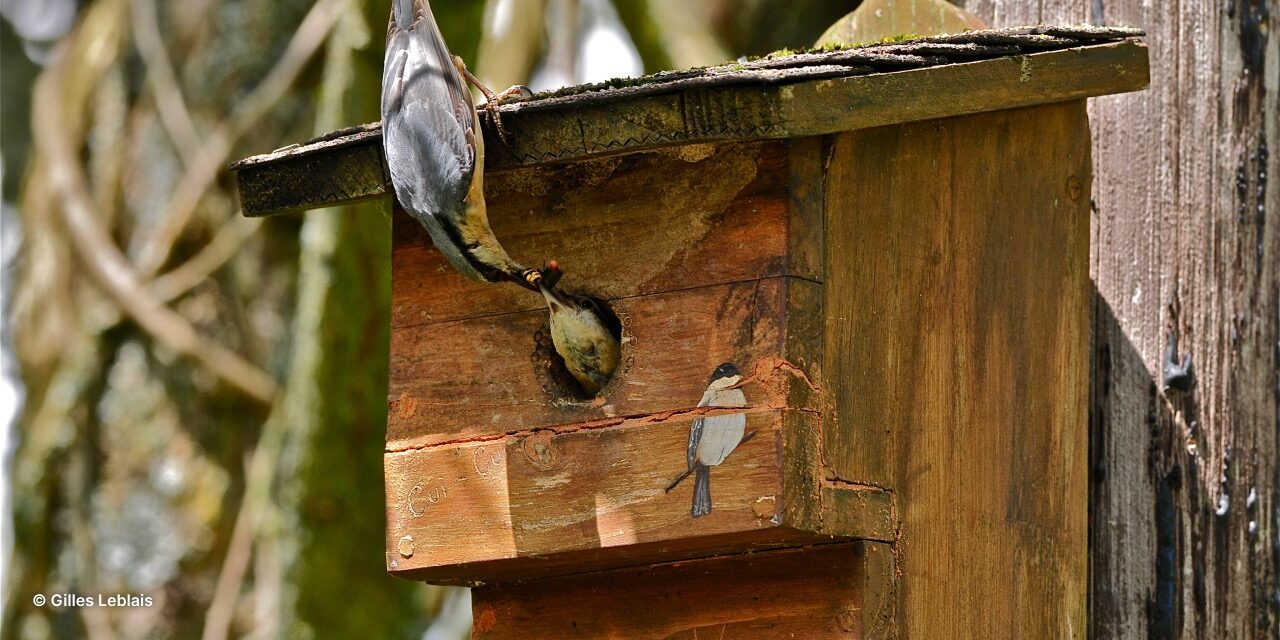 Protéger les nids d'oiseaux des prédateurs du jardin