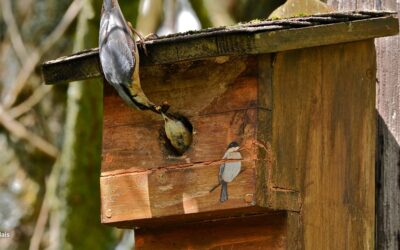 3 erreurs à éviter sur les nichoirs oiseaux.