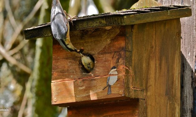 3 erreurs à éviter sur les nichoirs oiseaux.