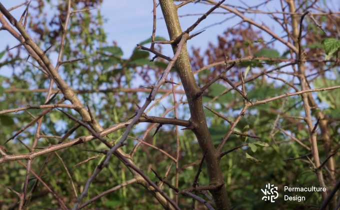 Basse-sur-le-Rupt. Un nichoir connecté pour observer les oiseaux