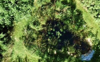 Comment réussir sa mare ou son bassin naturel ?