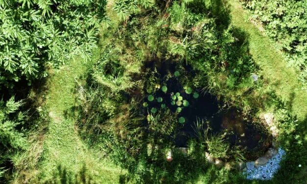 Comment réussir sa mare ou son bassin naturel ?