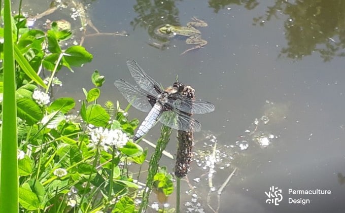 Libellule déprimée et grenouille verte dans une mare naturelle.