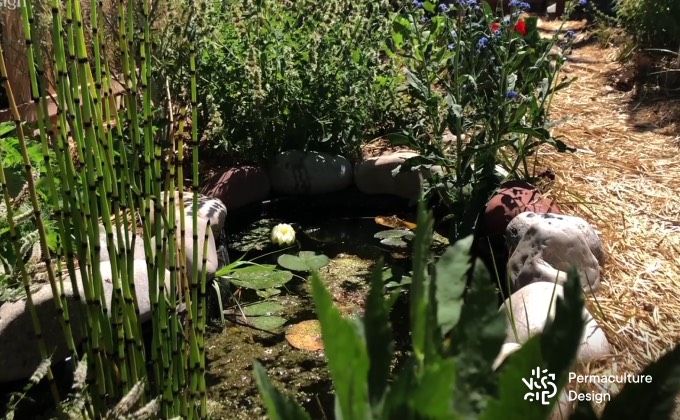 Petit bassin naturel d’à peine 1 m2 dans un potager en permaculture.