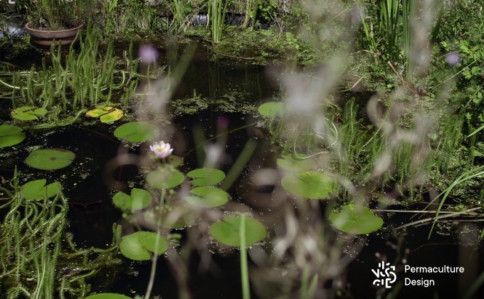 Mare naturelle avec diverses plantes aquatiques.