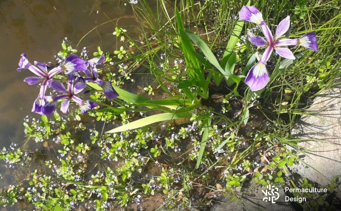 Plantes aquatiques se côtoyant au bord d’une mare naturelle : iris versicolore, jonc arqué et véronique aquatique.