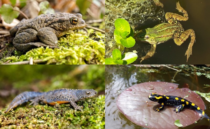 Batraciens de la mare naturelle : crapaud commun (en haut à gauche), grenouille verte (en haut à droite), triton alpestre (en bas à gauche) et salamandre tachetée (en bas à droite).