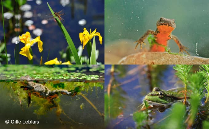 Photos d’insectes et amphibiens de la mare naturelle : libellule, crapaud sonneur à ventre jaune, triton alpestre, grenouille verte. © Gilles Leblais