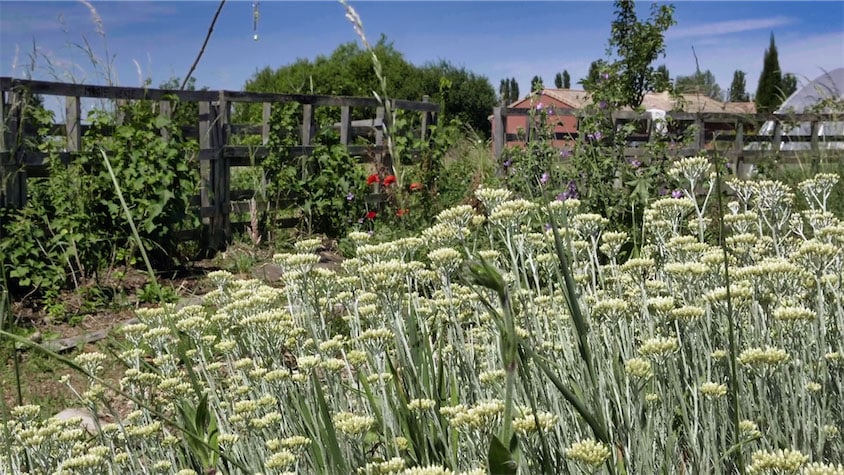 L’hélichryse italienne aussi appelée Immortelle ou plante curry cultivée dans un mandala en permaculture dans le cadre d’une installation en PPAM.