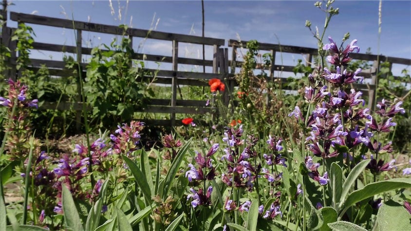 Fleurs de plantes médicinales et aromatiques laissées au jardin : sauge, coquelicot…