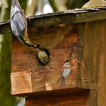 Sittelle torchepot en train de nourrir un jeune à l’entrée d’un nichoir à balcon.