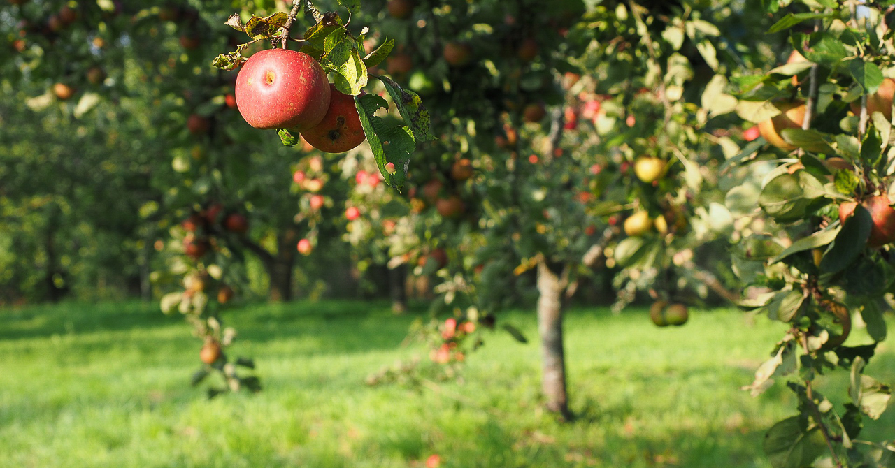 Verger naturel en permaculture un alternative intéressante au jardin-forêt.