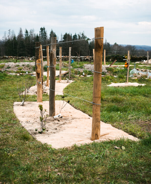 Jardin naturel sur Bordeaux en gironde, avec sa clôture agricole plantée de petits fruits et grimpantes comestibles.