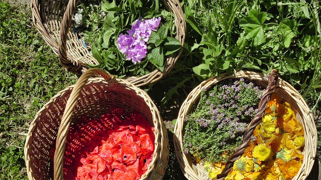 Récolte de plantes aromatiques et médicinales dans des paniers : fleurs de coquelicot, mauve, souci, thym, menthe, achillée millefeuille…