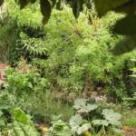 Petit jardin urbain en permaculture, nourricier et verdoyant.