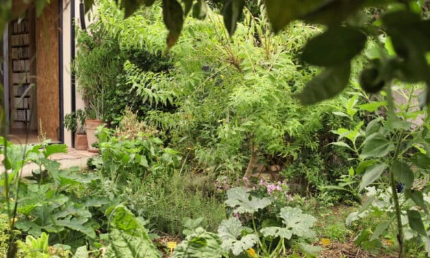 Un jardin en permaculture de moins de 100 m2, retour d’expérience 5 ans après…